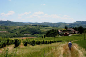walking strolling vineyards