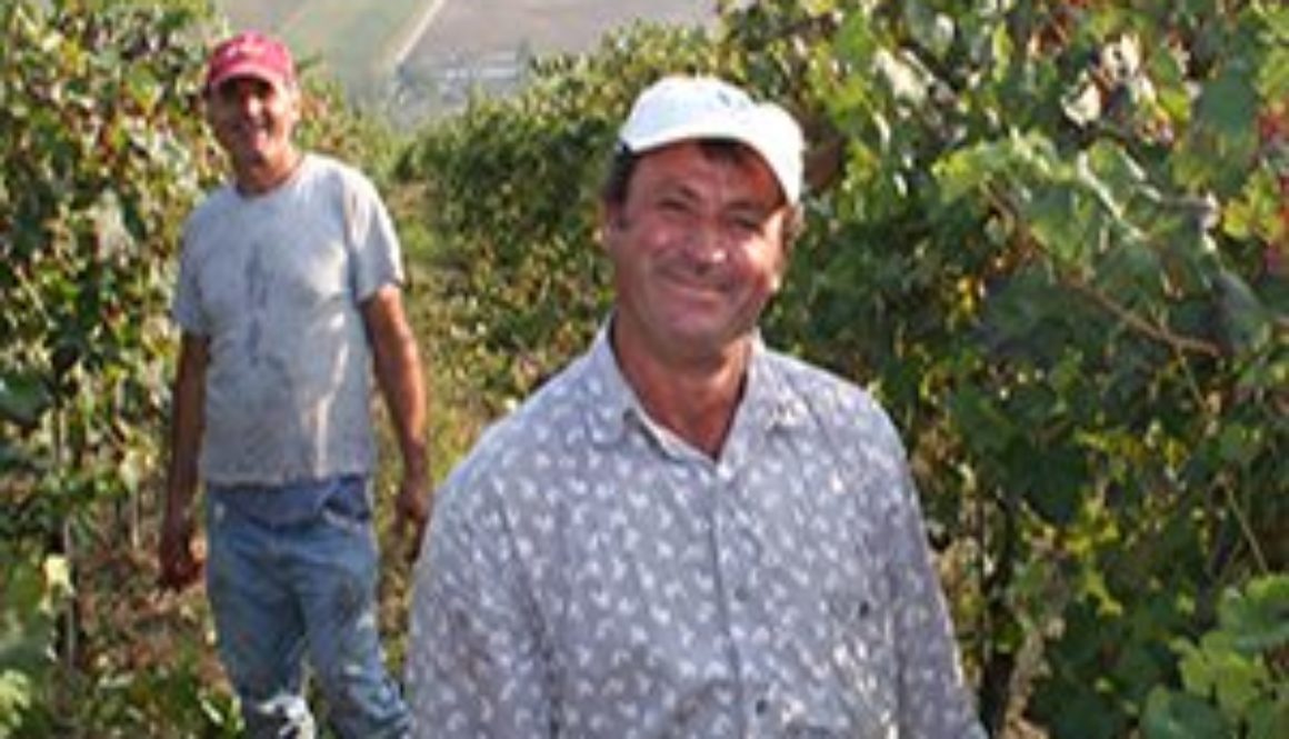 harvest italian wine grapes