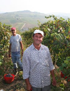 harvest italian wine grapes 