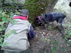 truffle hunting