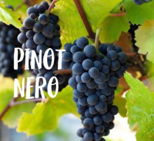 italian wine pinot nero